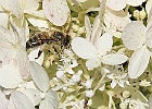 Bee at Arboretum